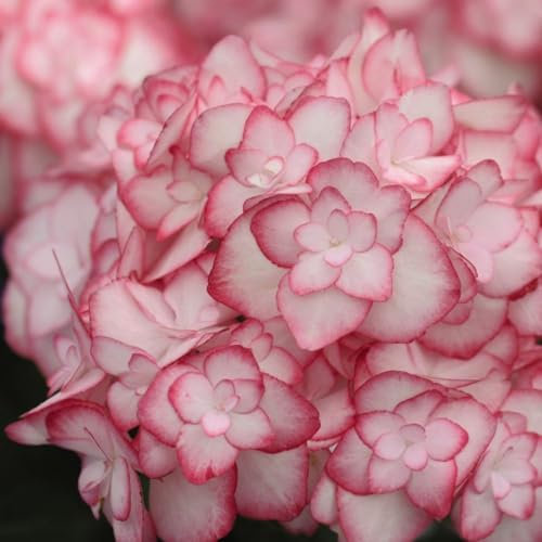 Hydrangea macrophylla 'Miss Saori' - Hardy Shrub with White Blooms Frosted in Rose - Ideal for Borders and Containers – 2X 9cm Potted Plant by Thompson & Morgan