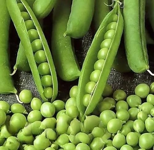 Early Pea 'Kelvedon Wonder' - 100 seeds + freebie + plant tag (Pisum sativum)