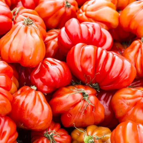 Fleischtomaten, gemüsesamen Beefsteak tomato, alte sorten alte gemüsesorten stauden winterhart mehrjährig bio 300Samen