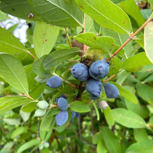 semi di mirtillo siberiano honeyberry - giardino balcone perenni resistenti esotiche 30pcs