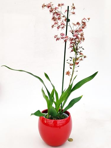 ONCIDIUM SHARRY BABY SWEET FRAGRANCE, ORCHIDEA, IN VASO CERAMICA, pianta vera