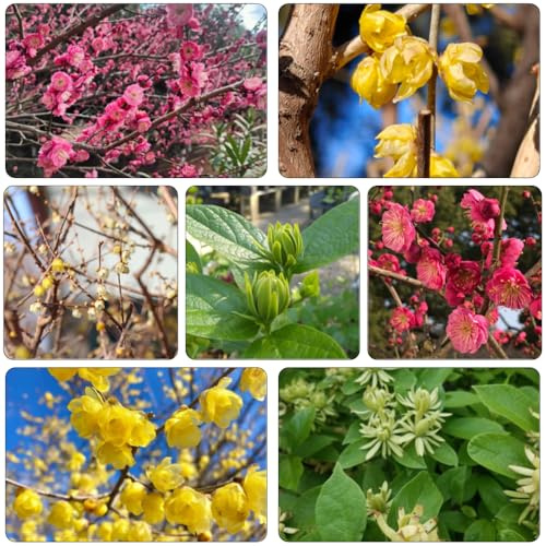 winterorchidee rankpflanzen wildkräuter blumenwiesensaat balkonpflanzen winterhart mehrjährig Winterblüte blumendeko exotische zimmerpflanzen sträucher winterhart blühend blumensamen 350samen