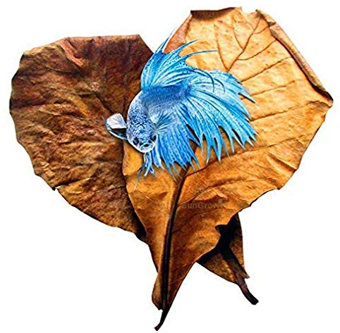 SunGrow 10 St Indischen Seemandelbaumblätter Aquarium, 20-23 cm (Catappa), Wasseraufbereiter Blätter Verbessert die Fischgesundheit, Garnelenfutter Zubehör, Krebsfutter Zwerggarnelen Aquarium Futter