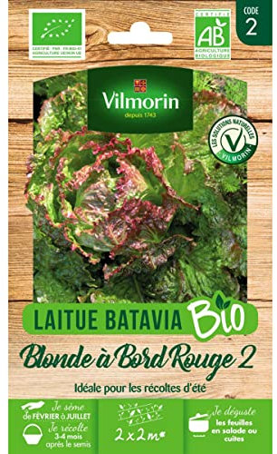 Laitue Batavia Blonde à Bord Rouge 2 - BIO