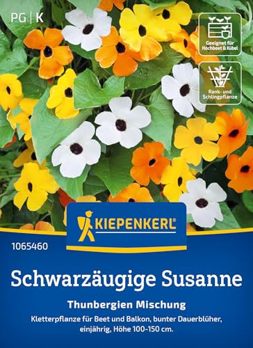 Kiepenkerl Schwarzäugige Susanne-Samen Thunbergien Mischung 1065460 - Kletterpflanze - Dauerblüher - bunte Blüten - einjährig - Saatgut, Pflanzen, Blumensamen