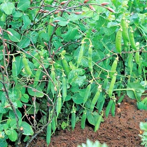 Buy4seeds Pea Meteor Dwarf First Early 300 Finest Seeds
