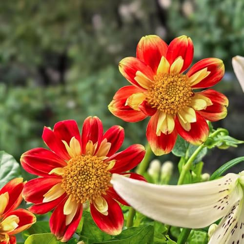 Tuberi di dalia giardino roccioso balcone interno resistenti, all'aperto decorazioni giardino per esterni raro sul balcone 2pcs