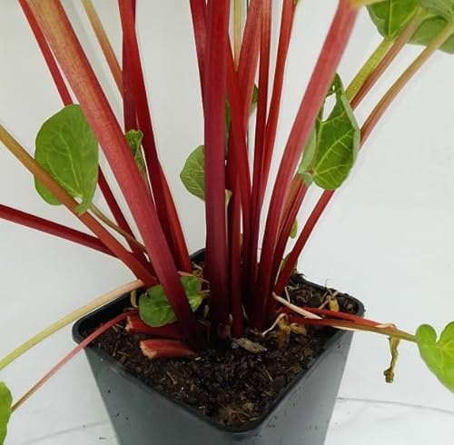 Rhabarber `Canada Red, rotfleischig, im 3,5 Liter Topf