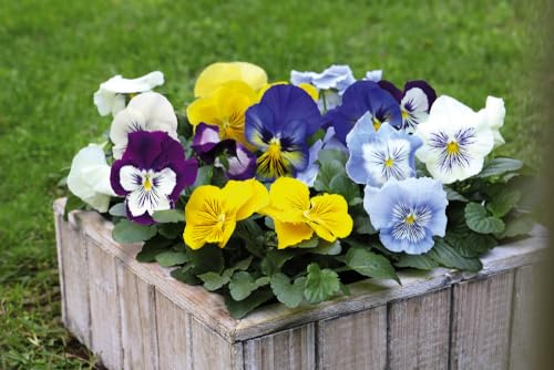 PREMIER SEEDS DIRECT - Pansy - Cats Plus Mix Seeds (Pansy - Cats Plus Mix, 220 Seeds)