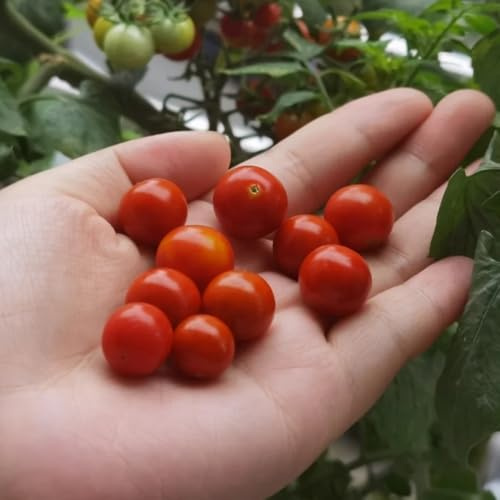 semillas de tomate grosella, resistentes en trepadoras resistentes verdes de interior de Comprar 200pcs