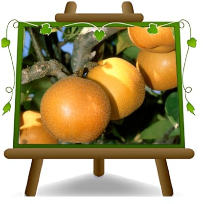 Nashi Kosui- Obstpflanzen auf Blumentopf einer Vase von 20 - Baum max 170 cm – 2 Jahre Anbau Italien