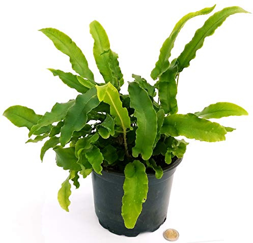 POWERS TO FLOWERS - ASPLENIUM SCOLOPENDRUM VASO 17CM, FELCE DA ESTERNO pianta vera