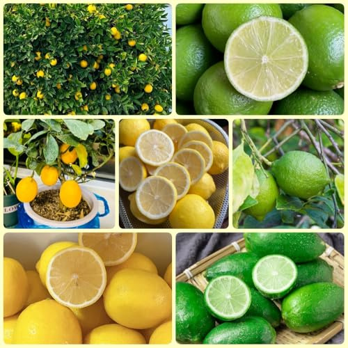 semillas de limonero, de balcón resistentes Semillas De Limón Orgánicas, Limonero, variedades antiguas jardín regalos 60pcs
