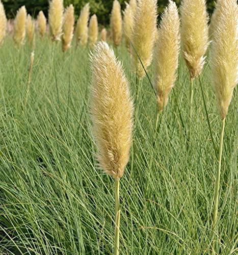 Pampasgras Tiny Pampa® - XXXL Topf - Cortaderia selloana - lebende Gartenpflanze aus den Baumschulen