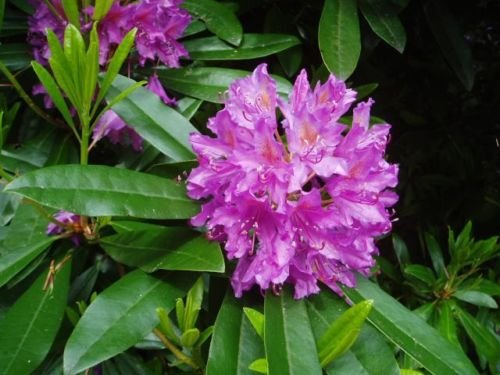 Rosebay Rododendro, Rhododendron Massimo, 50 Semi