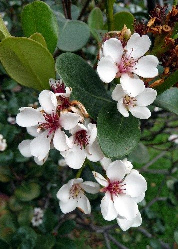 TROPICA - Goyave-ananas (Acca sellowiana) - 20 graines- Magie tropicale