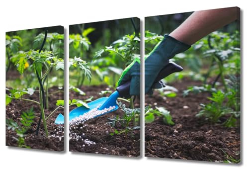 Modern Wall Art Multi Panel Farmer Giving Granulated Fertilizer to Young Tomato Plants Picture Prints on Canvas Print Art for Bedroom Living Room Decoration, Ready to Hang, 36Wx24H