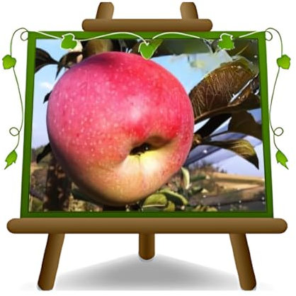 EURO PLANTS VIVAI Melo Florina - Pianta da Frutto Antico su Vaso da 20 cm. - *Altezza: 150~170 cm. - Età 2 Anni