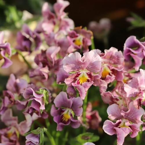 stiefmütterchen indoor kräutergarten dachbegrünung blumenwiesensaat schmetterlingsflieder kräuterpflanzen exotische zimmerpflanzen topfpflanzen echt gartendeko für draußen 400samen
