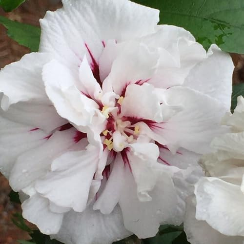 Vivai le Georgiche - Pianta vera di Hibiscus syriacus Speciosus Ibisco, Rosa di Sharon - vaso Ø 19 cm - altezza alla vendita 30-40 cm