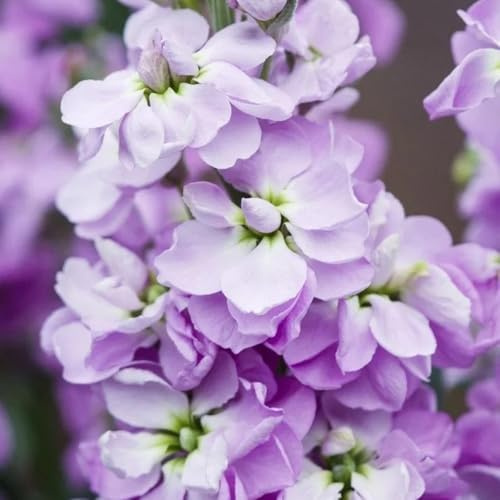 levkojen usambaraveilchen winterharte für sonnige plätze veilchen balkonpflanzen, zierblumen blumendeko bodendecker winterhart mehrjährig deko 300samen