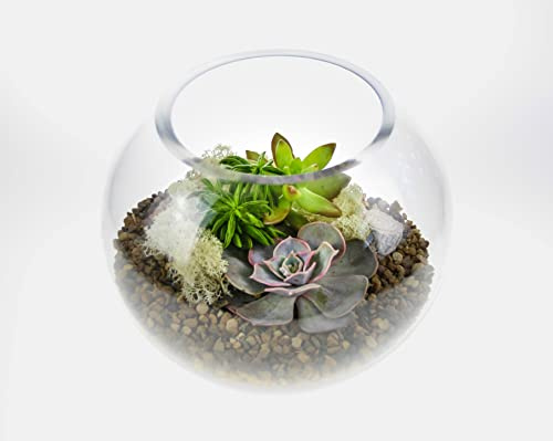 Glass Globe Terrarium Kit with 3 Beautiful Living Succulent Plants - Medium. Perfect Home Accessory Gift for Men and Women
