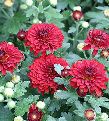 Winteraster Fellbacher Wein - Chrysanthemum Indicum - lebende Gartenpflanze aus den Baumschulen