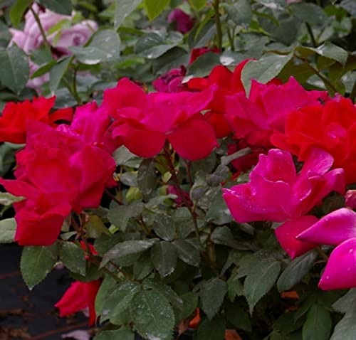 Strauchrose Knock Out® - Rosa Knock Out® - magentarot - Rarität -