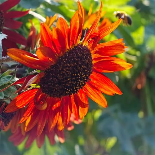 semillas de girasol orgánicas de perennes de girasol en resistentes macizo de con orgánicas ornamentales 200pcs