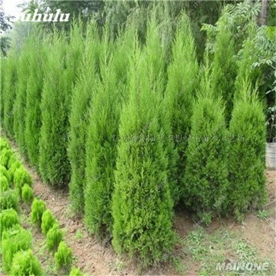 Seeds Cypress Trees Seeds 50 Rare Rare Seeds Green platycladus orientalis Oriental Arborvitae with conifers semi -Garden of Dome Fresh Air 13