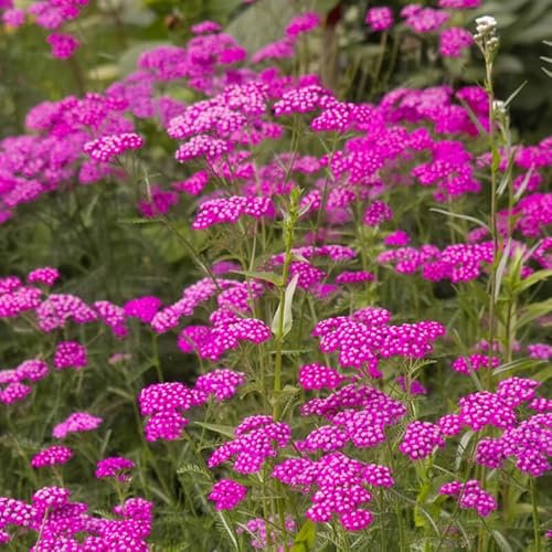 400 Graines de Achillée - Cerise Queen - Achillea millefolium - Rouge Cerise - Fleur Jardin - 265