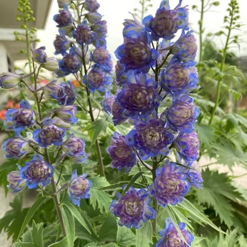 semi di speronella, resistenti perenni giardino balcone vecchie varietà biologici 900pcs