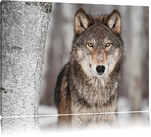 Pixxprint Wachsamer Wolf, Größe: 120x80cm, Leinwandbild, fertig gespannt, Wandbild, Dekoration, Kunstdruck, kein Poster