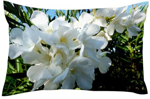 White Oleander Soft Velvet Pillow Covers Pillowcase Throw Cushion Covers Standard Size 20 X 26 Inches (Inserts Not Include)