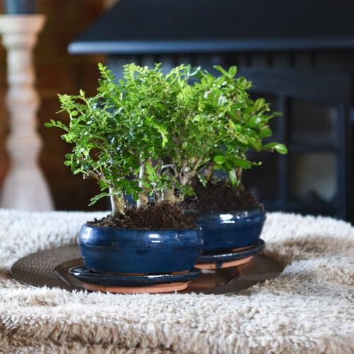 Bonsai Forest Mix in Oval Ceramic Pot - Exquisite Miniature Trees for Home Décor - Ideal for Beginners and Enthusiasts - 1x by Thompson & Morgan