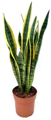 Sansevieria Laurentii, Lengua de suegra, 70 cm. Planta natural de hojas largas y verdes con bordes amarillos, resistente y fácil de cuidar. Segura Garden.