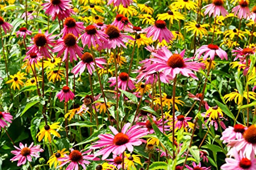 Purpur-Sonnenhut – Echinacea purpurea – Mehrjährig & winterhart – 500 Samen | Bienenweide | Heilpflanze | Leuchtend violette Blüten