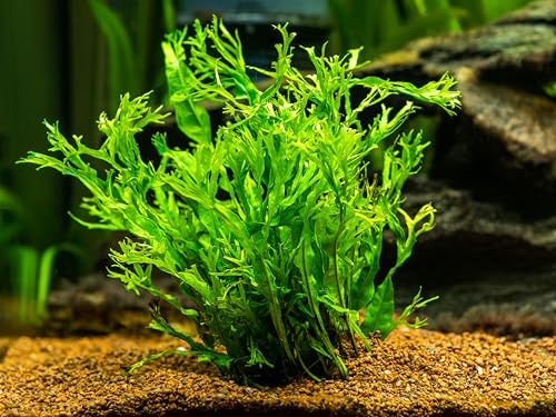 Lincolnshire Pond Plants Ltd - Java Fern Windelov Microsorum Pteropus Windelov Live Aquarium Plants Aquascaping (3X Loose)