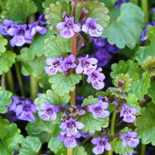 semillas de hiedra terrestre,Prado de coloridas,de balcón,de jardín,de exterior para plantar,cocina de de 350pcs