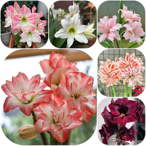 Bulbos de amarilis - de primavera jardín balcón resistentes Decoraciones jardín exteriores resistentes jardines rocas exótico resistente 7pcs
