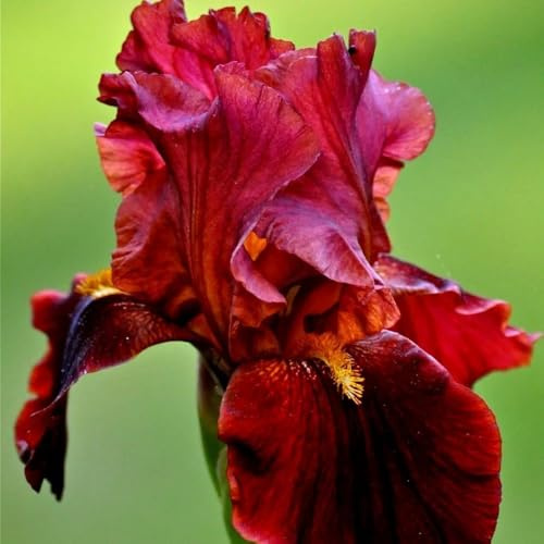 iris da appartamento forniture da giardino iris resistenti giardino e balcone precoci decorazioni per esterni Coltivare sul balcone decorazione in 12bulbi