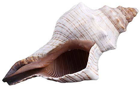 SHYYOULQE Coquilles de conque naturelles de 7,6 à 17,8 cm pour fête sur le thème de la plage, décorations d'intérieur, poissons pour aquarium, grandes coquillages pour décoration