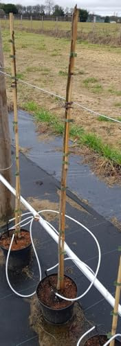 Juglans cinerea/Noyer cendré/Conteneur de 3 à 4 litres/Baliveau