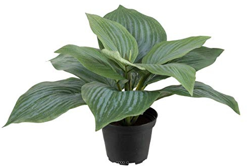 Artificielles.com - Artificial Hosta in Pot H 20 cm D 30 cm Wide Leaf Dummies Green - Color: Green