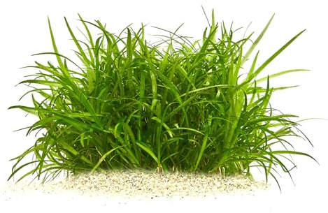 Helanthium tenellum - Zwergschwertpflanze in vitro XL im 8,5-cm-Becher | Grasartiger Bodendecker aus In-vitro-Kultur - bildet rasch Ausläufer und eignet sich ideal für Vordergrund und Nano-Aquarien.