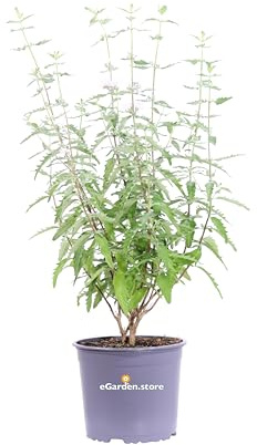 eGarden.store - Pianta vera di Caryopteris X Clandonensis diverse varietà e colore fiori - Altezza pianta: 40 cm Diametro vaso: 17 cm - cespuglio ornamentale da esterno (Pink Perfection)