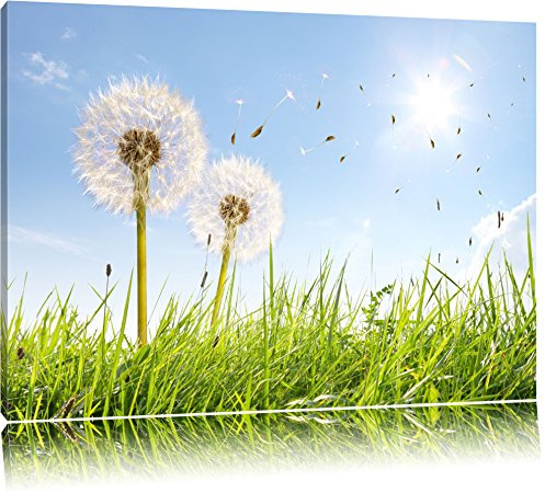 Pixxprint Pusteblumen auf sonniger Frühlingswiese, Größe: 100x70cm, Leinwandbild, fertig gespannt, Wandbild, Dekoration, Kunstdruck, kein Poster