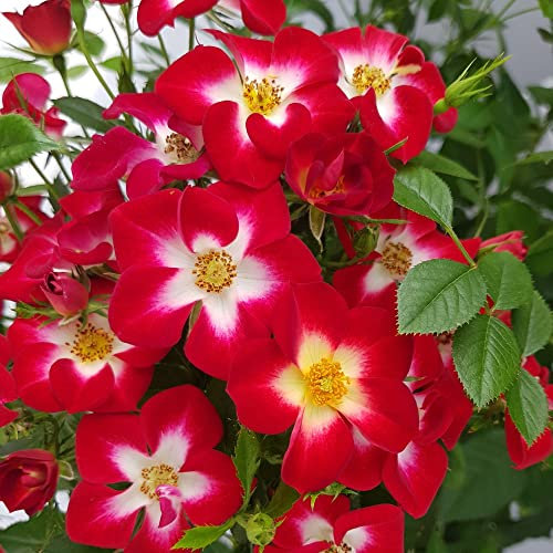 Rose Everglow Ruby Shrub Easy to Grow Your Own Sun Loving Garden Flowering 1 or 3X Potted Plants by Thompson & Morgan (1)
