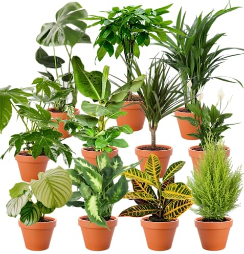 5er-Set-Pflanzenüberraschung | +/- 40-70cm | ø 12-15cm Topf | Pflanzen für Wohnung und Büro, Qualität vom Pflanzen Profi, Schneller Pflanzenversand, Raumbegrünung