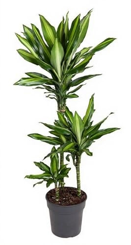 Dracaena fragrans Cintho Drachenbaum grün gelb panaschiert Zimmerpflanze 120 cm Höhe